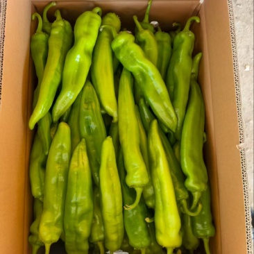 海南精品牛角椒一手货源大量供货市场电商平台
