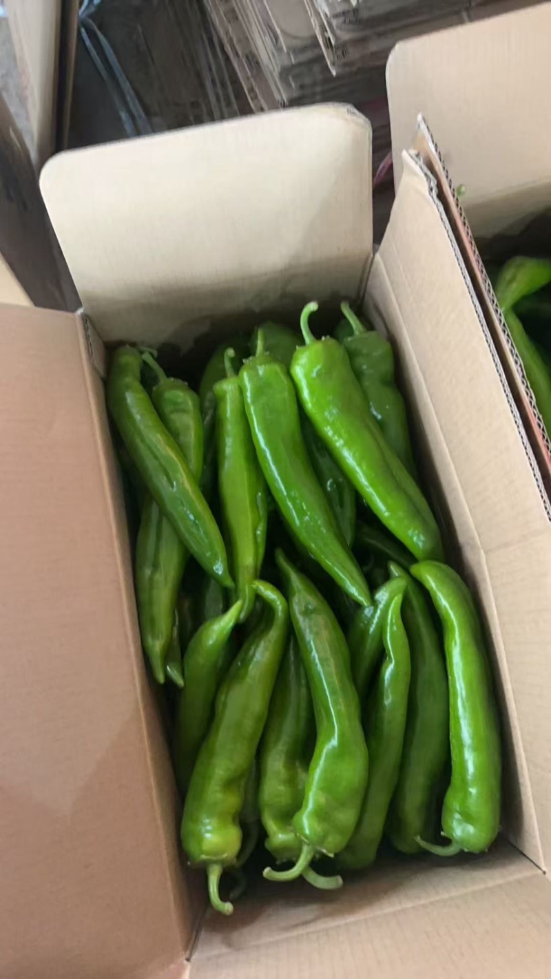 海南精品牛角椒一手货源大量供货市场电商平台