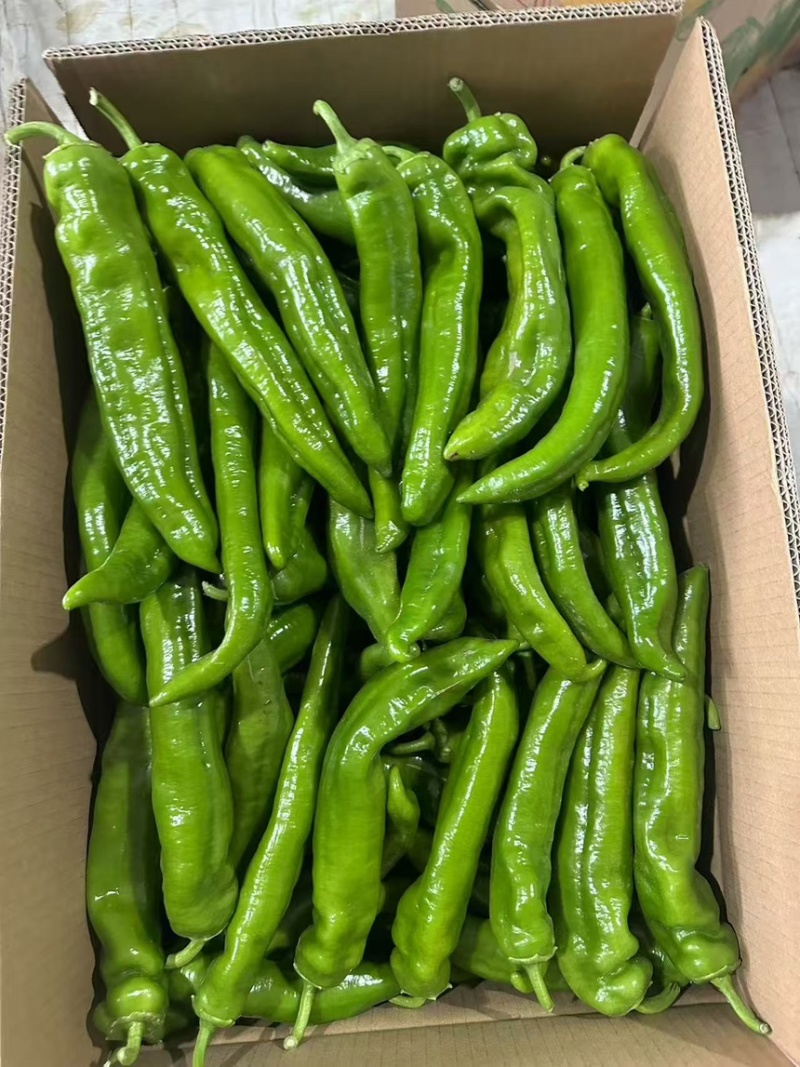 海南精品牛角椒一手货源大量供货市场电商平台