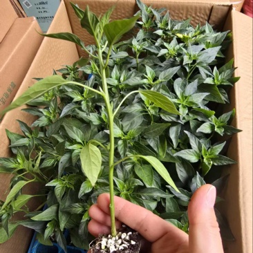 精品机质苗贵族168.金香玉2号等