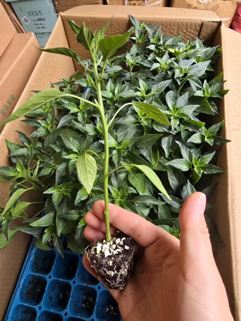 精品机质苗贵族168.金香玉2号等