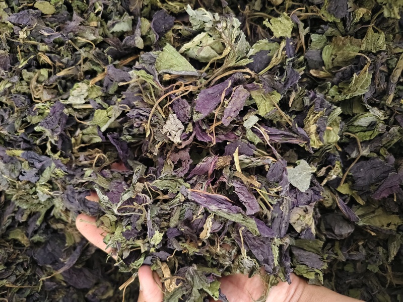 紫苏叶紫苏叶切段批发零售