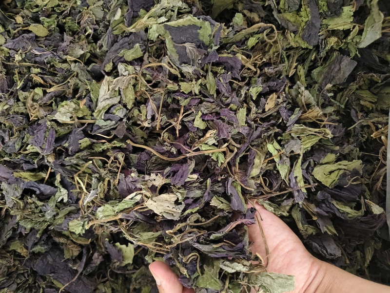 紫苏叶紫苏叶切段批发零售