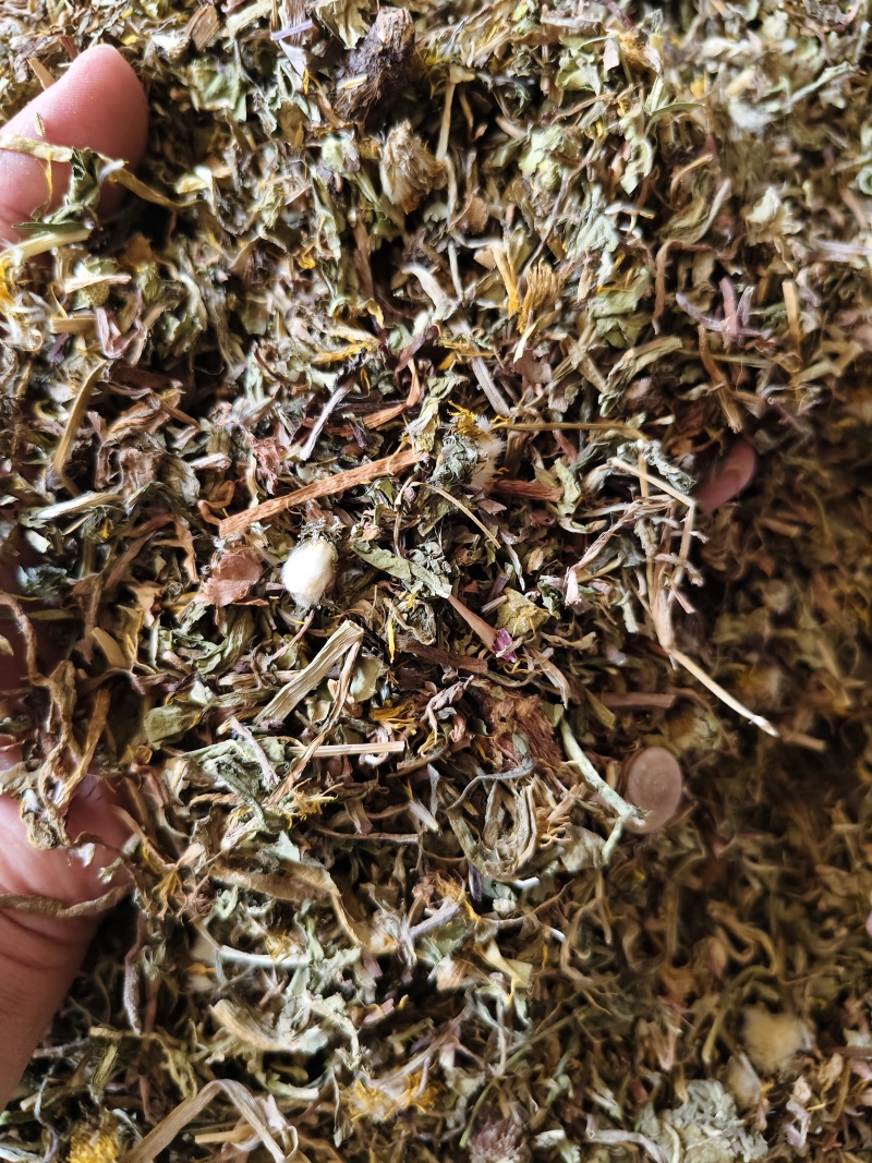 蒲公英野生蒲公英切段批发零售