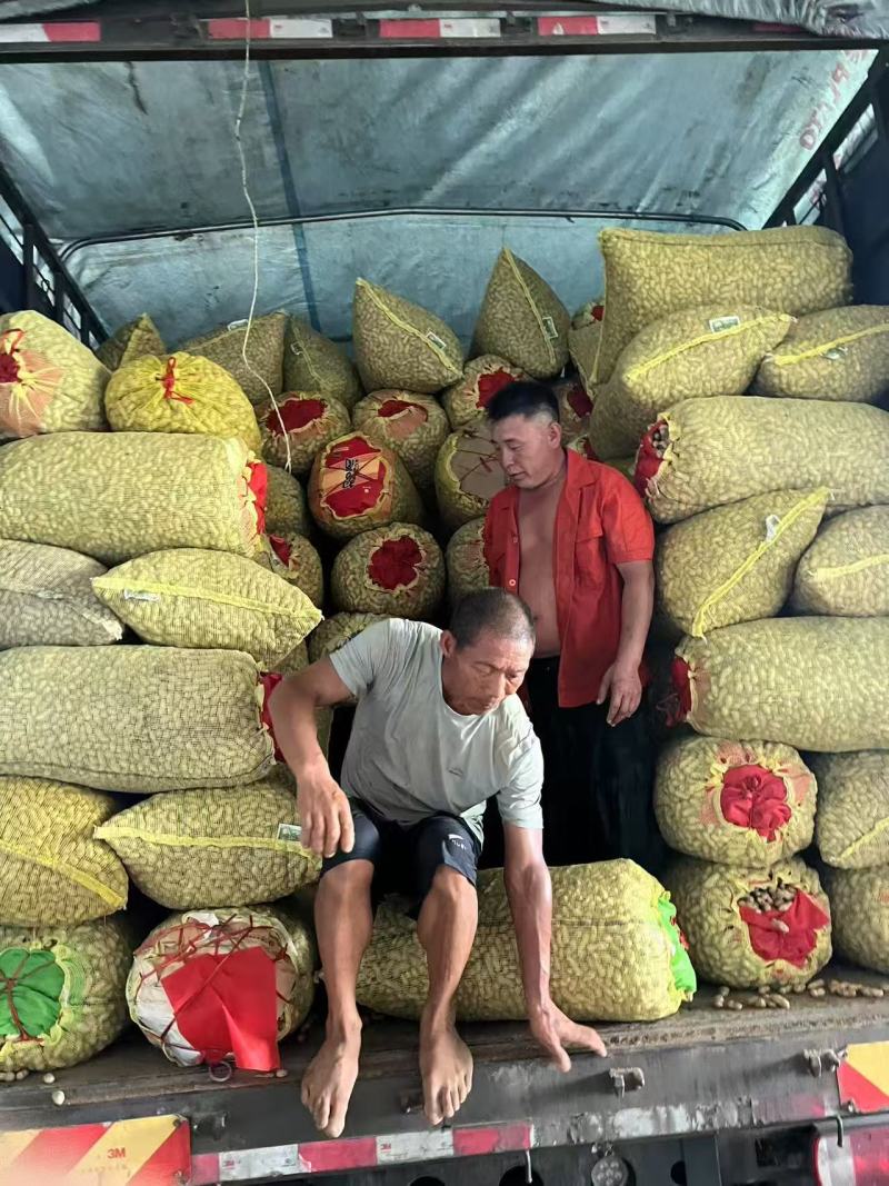 开封祥符鲜花生大白沙花生产地直供量大从优实力代发