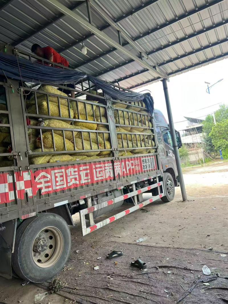 开封祥符鲜花生大白沙花生产地直供量大从优实力代发