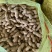 开封祥符鲜花生大白沙花生产地直供量大从优实力代发