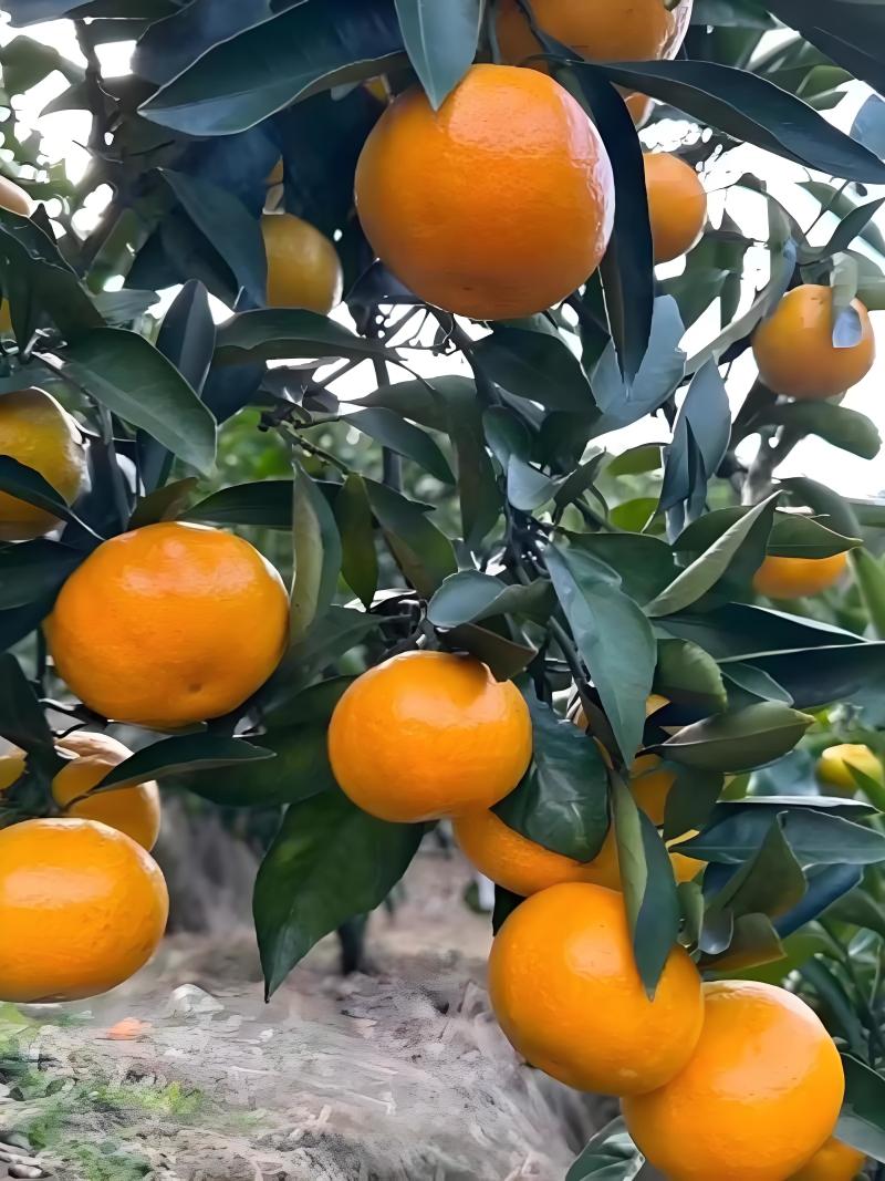 湖北蜜桔，一手货源，对接电商，市场，团购，外贸出口，