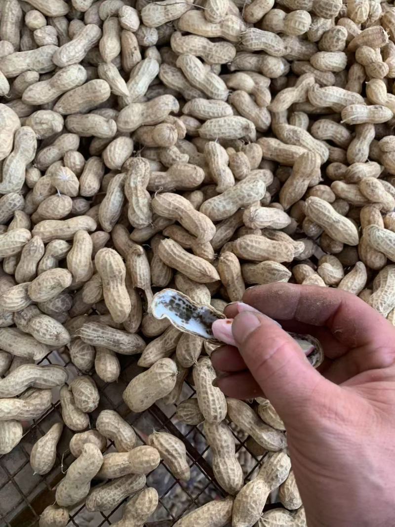 推荐开封祥符鲜花生白沙系列鲁花基地直供品质保证发全国