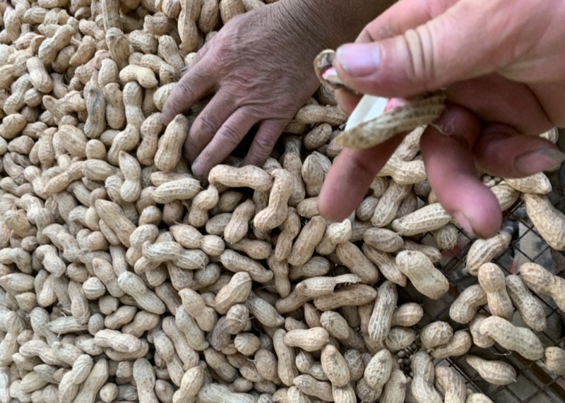 推荐开封祥符鲜花生白沙系列鲁花基地直供品质保证发全国