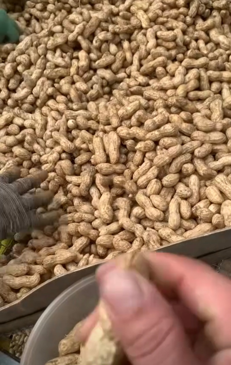 推荐开封祥符鲜花生白沙系列鲁花基地直供品质保证发全国