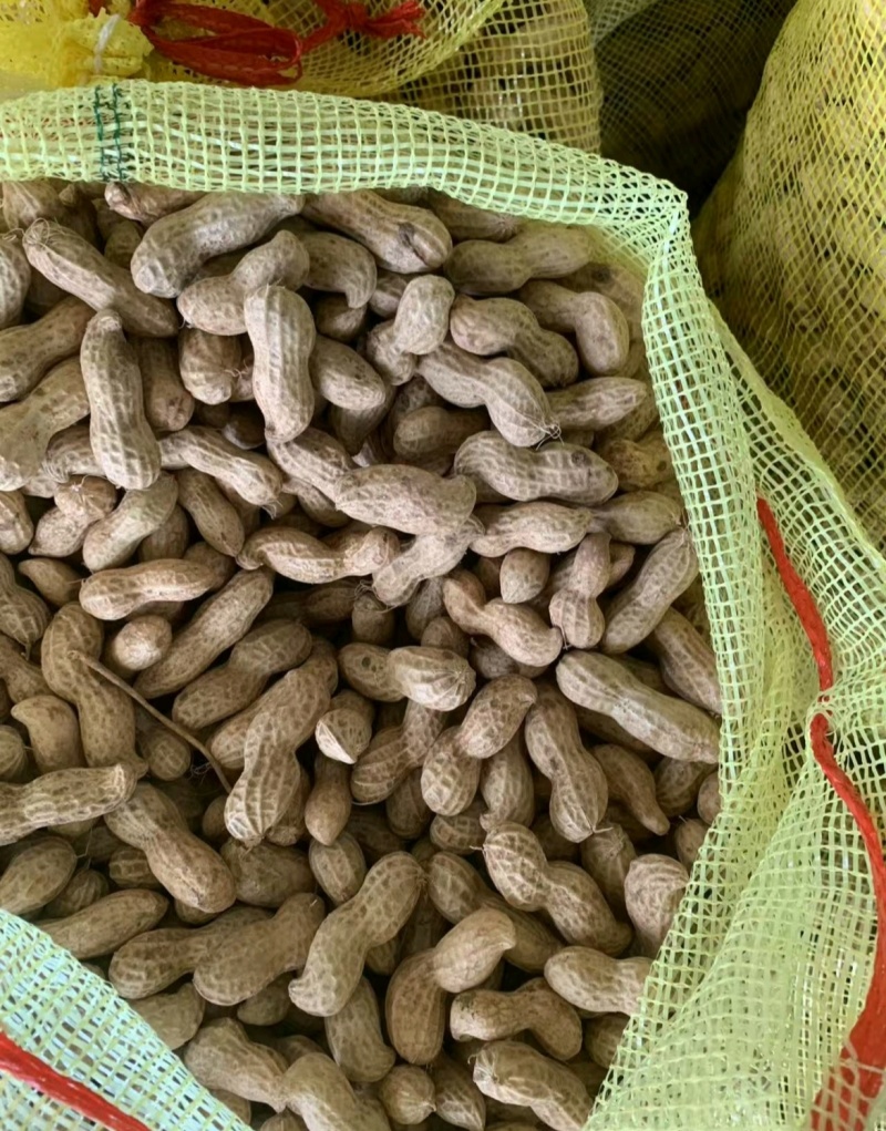 推荐开封祥符鲜花生白沙系列鲁花基地直供品质保证发全国