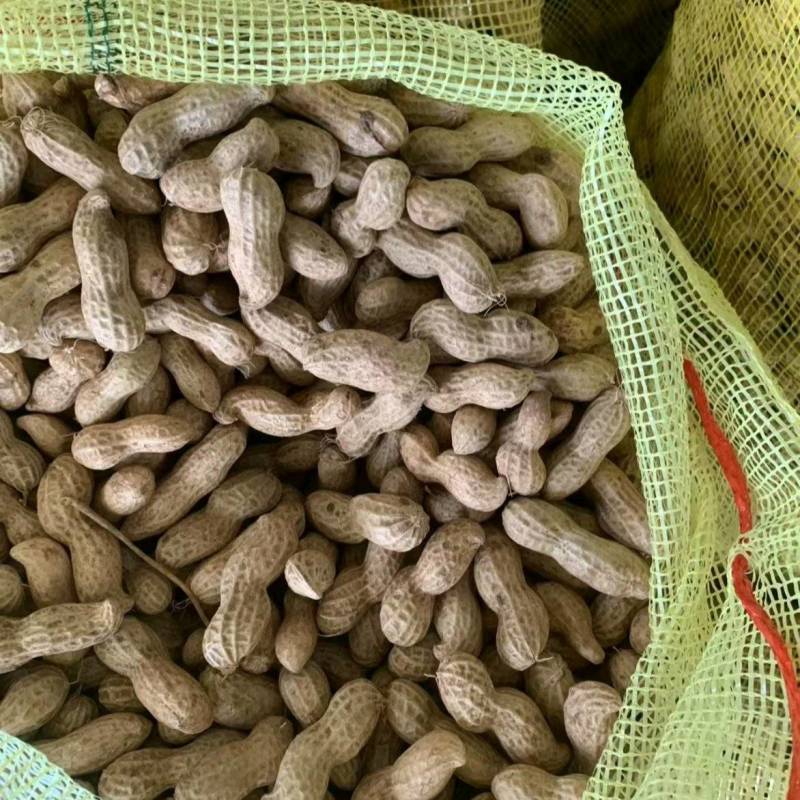 推荐开封祥符鲜花生白沙系列鲁花基地直供品质保证发全国