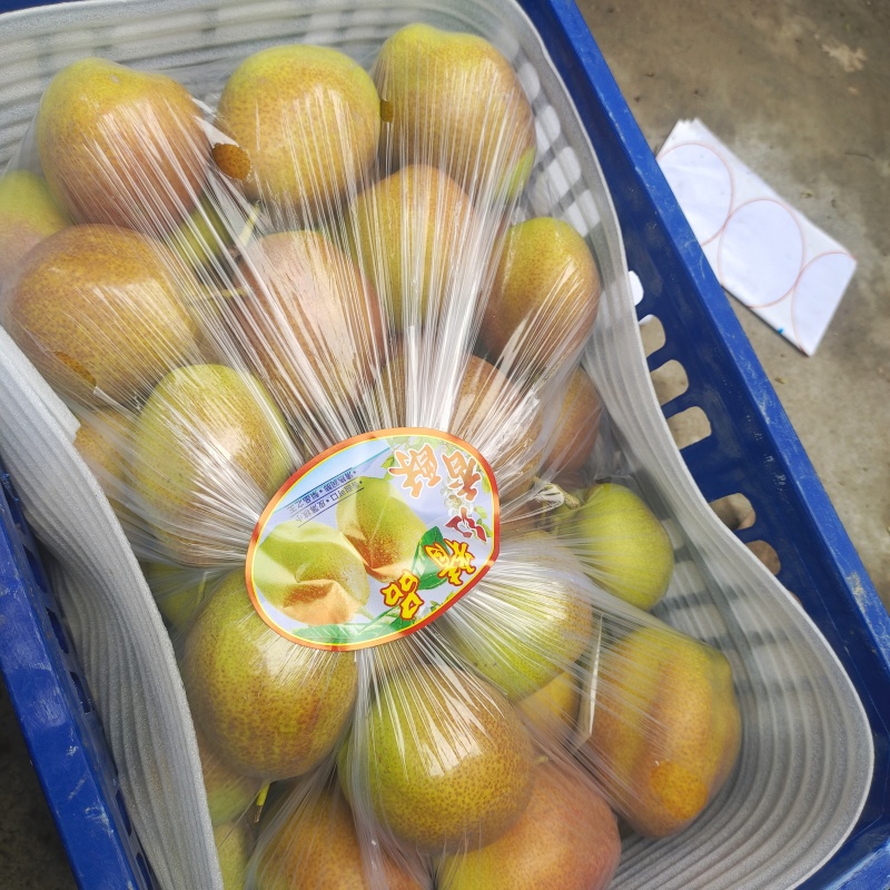 山西运城精品红香酥梨酥脆可口水果甘甜可视频看货