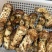 内蒙生态松茸赤松茸新鲜赤松茸营养美味对接市场档口