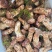 内蒙生态松茸赤松茸新鲜赤松茸营养美味对接市场档口