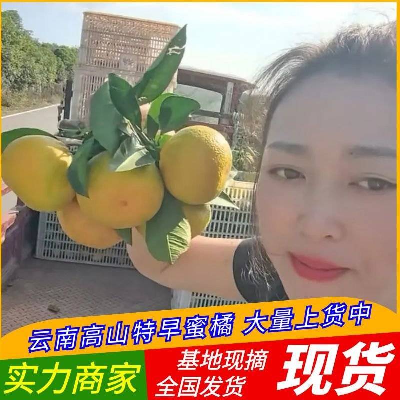 湖北高山蜜橘/特早蜜橘对接电商批发市场商超全国代发