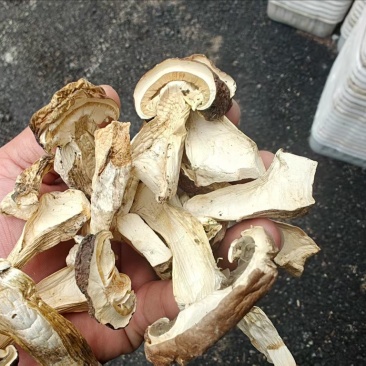 赤松茸干货内蒙赤松茸干货切片大量有货基地直供