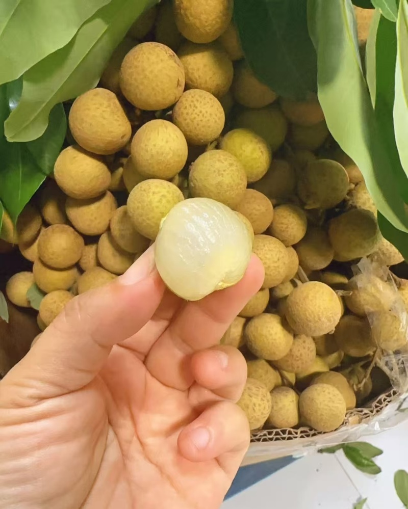 平南石硖龙眼~一手货源~规格齐全~品质好价格低~实力代办