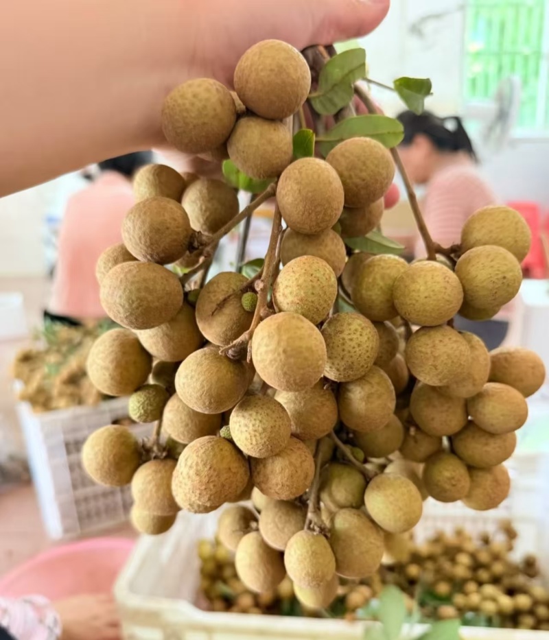 广西桂圆龙眼/石硖龙眼/规格齐全/可视频看货/价格可谈