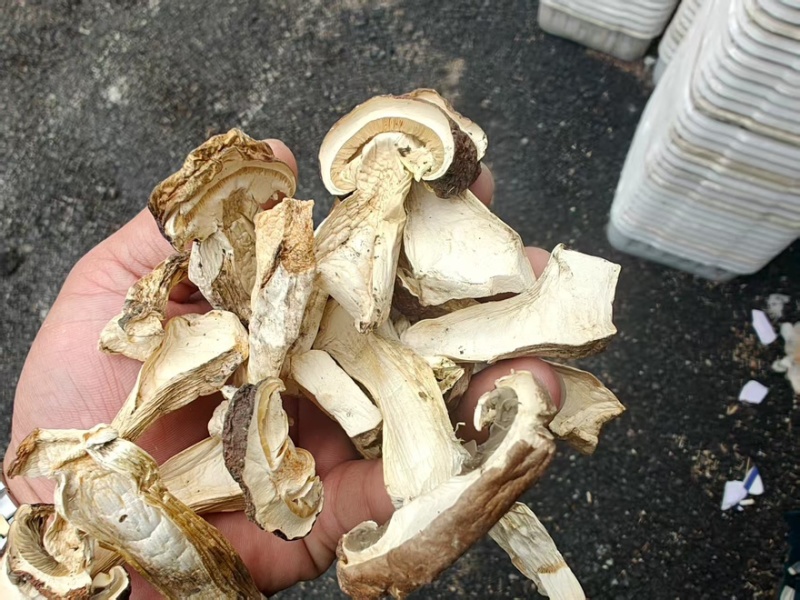 内蒙干赤松茸白片松茸干货基地直供对接市场商超