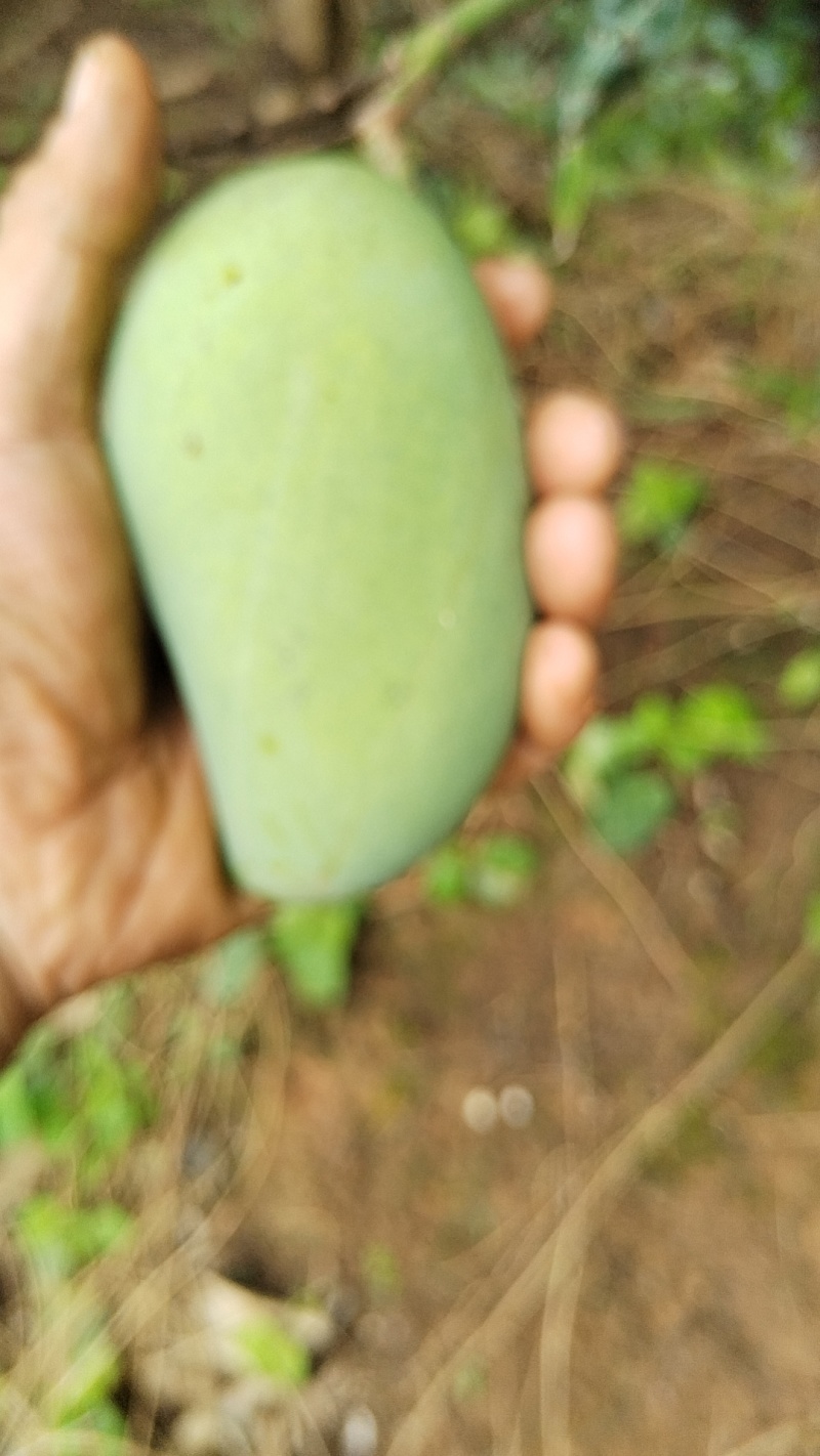 芒果加工厂货