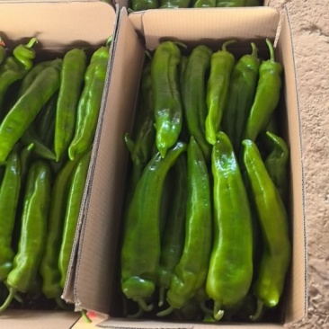 临高加来产地直发精品牛角椒,价格便宜,质量保证,欢迎咨询