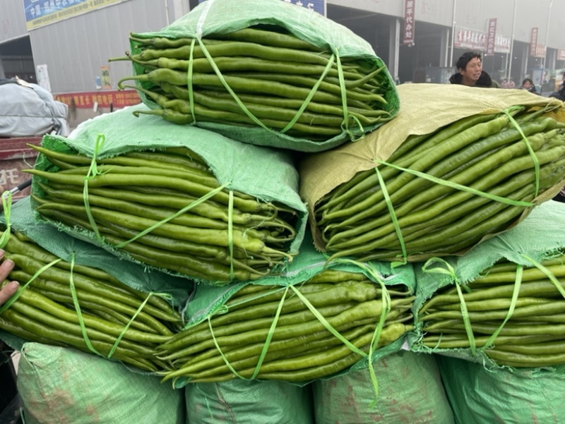【产地直发】精品青线椒大量上市专业对接各大市场商超一站式