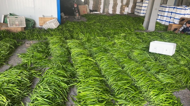 【产地直发】精品青线椒大量上市专业对接各大市场商超一站式