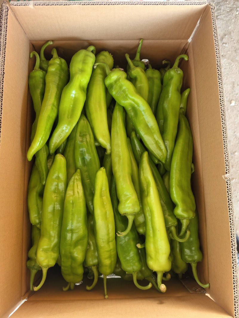 临高加来产地直发精品牛角椒，价格便宜，质量保证，欢迎咨询