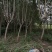 自家个人蓝花楹树木绿化大小都有给钱就卖