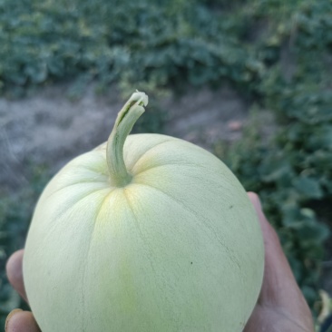 香瓜