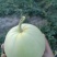 香瓜