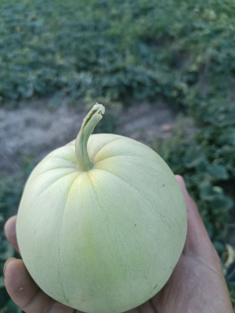 香瓜