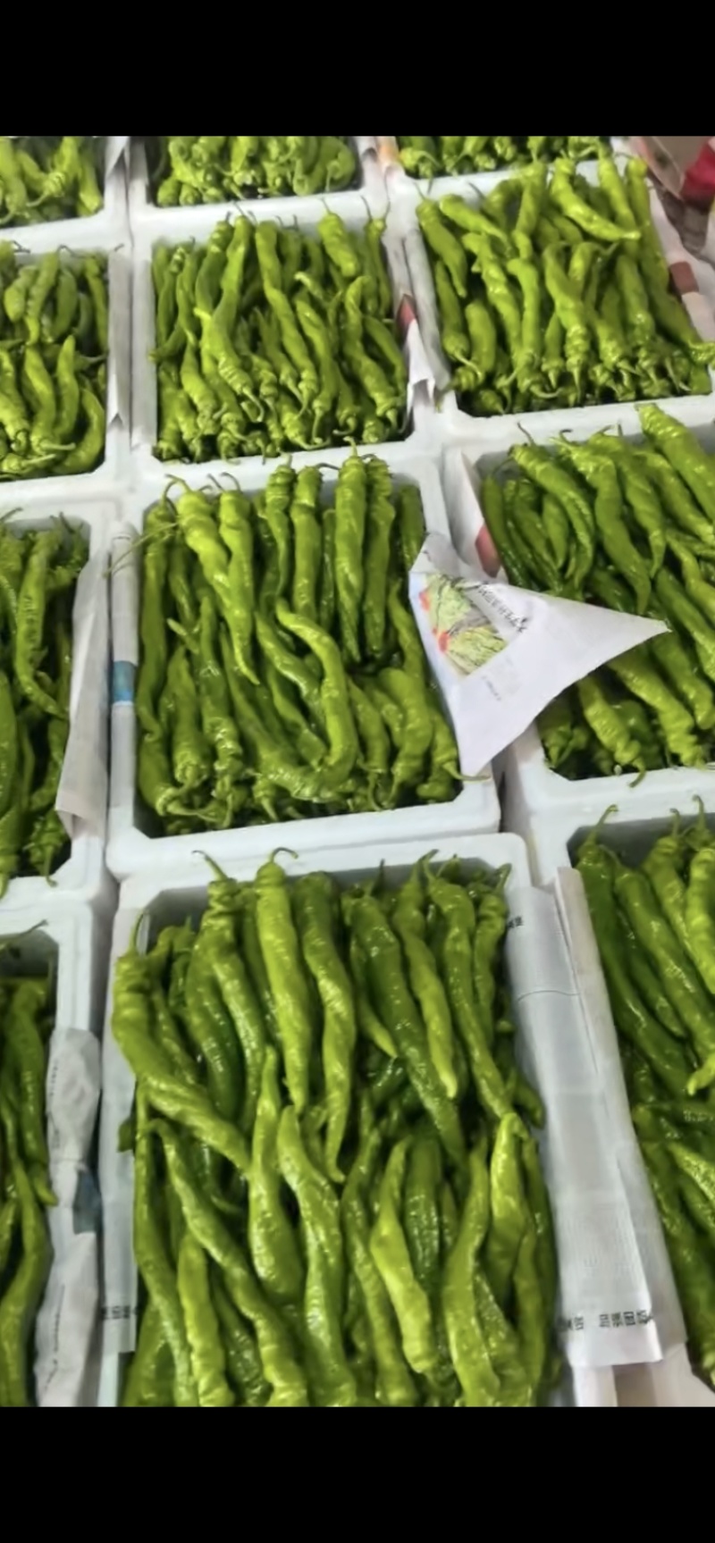 海南临高产地直发精品螺丝椒价格便宜质量保证大量现货