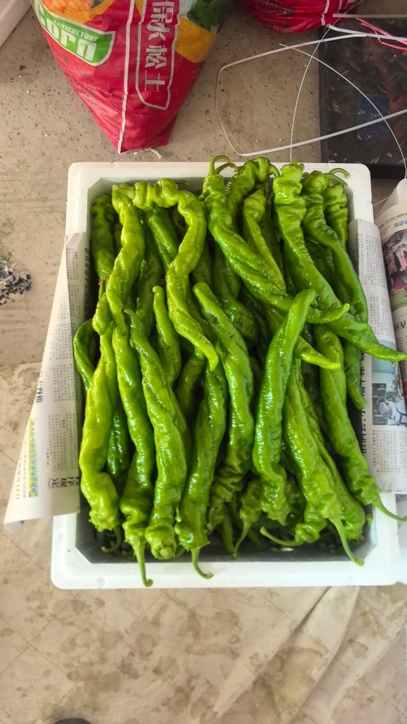 海南临高产地直发精品螺丝椒价格便宜质量保证大量现货