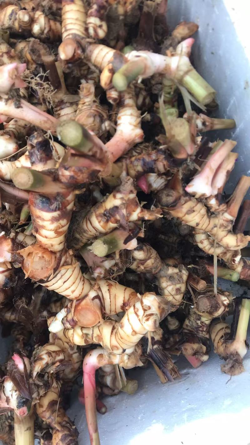 广东产地直供泰国南姜白皮南姜