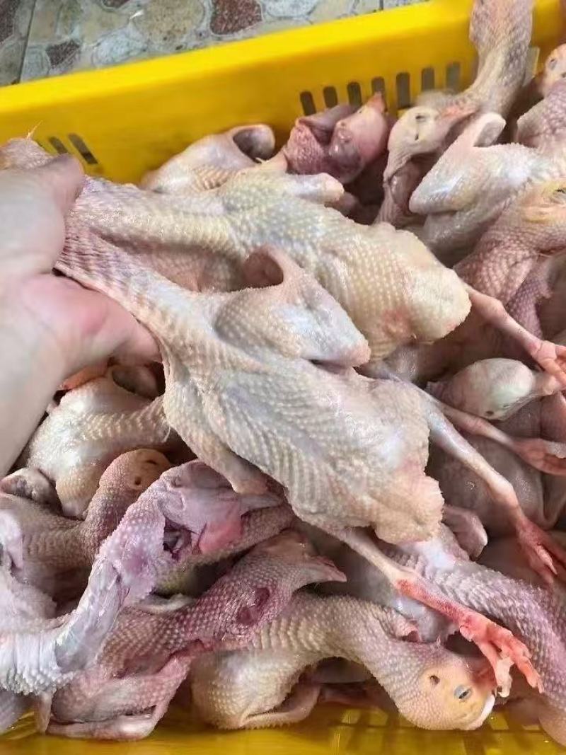 乳鸽/乳鸽肉/广东广州乳鸽肉/质量保证一手货源/全国供货