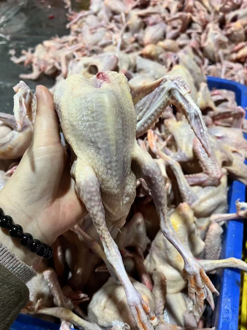 乳鸽/乳鸽肉/广东广州乳鸽肉/质量保证一手货源/全国供货