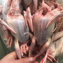 乳鸽/乳鸽肉/广东广州乳鸽肉/质量保证一手货源/全国供货