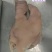 雨秀猪头肉，干净无毛品质非常好，能和雨秀比较品质的厂家不