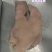 雨秀猪头肉，干净无毛品质非常好，能和雨秀比较品质的厂家不