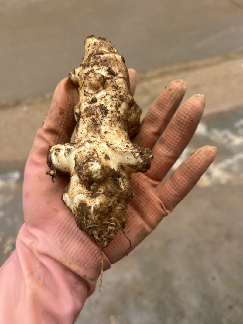 洋姜菊芋鬼子姜新鲜货出库