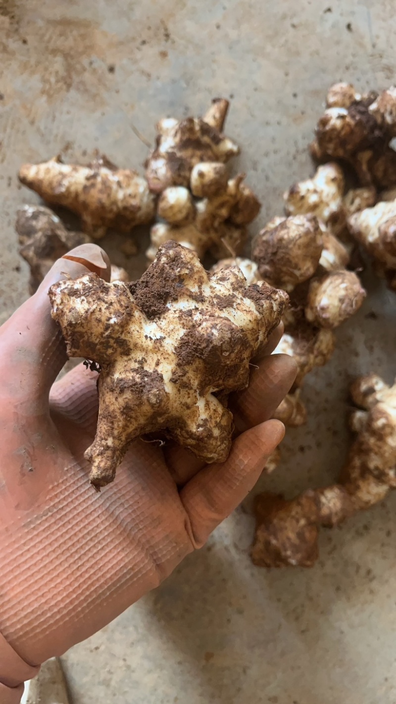 洋姜菊芋鬼子姜新鲜货出库