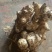 洋姜菊芋鬼子姜新鲜货出库