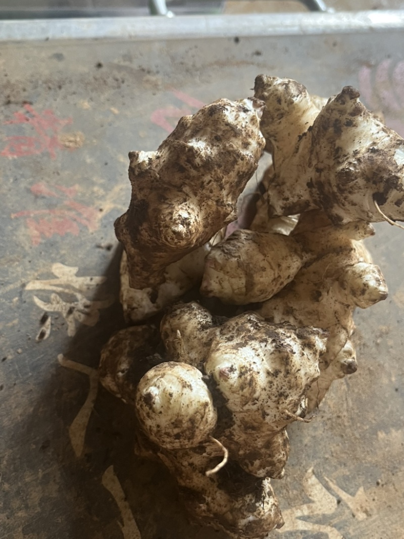 洋姜菊芋鬼子姜新鲜货出库