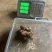 洋姜菊芋鬼子姜新鲜货出库