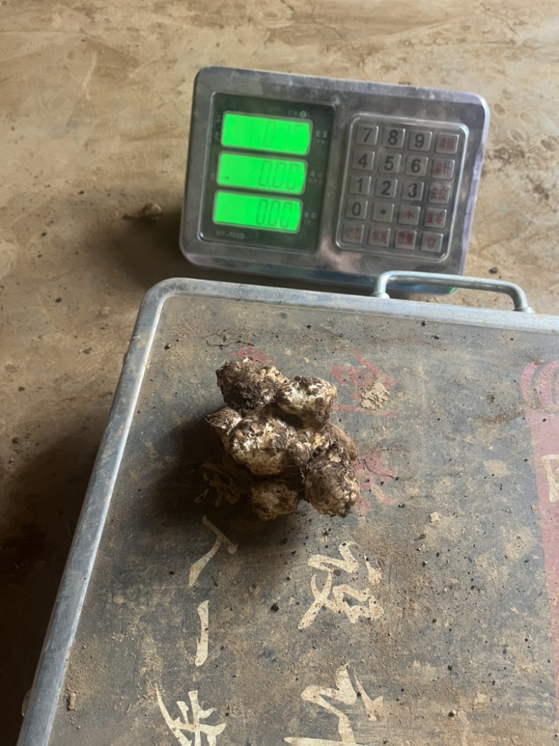 洋姜菊芋鬼子姜新鲜货出库