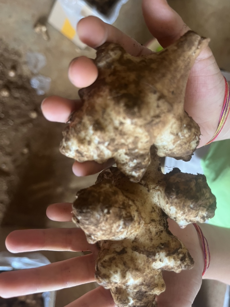 洋姜菊芋鬼子姜新鲜货出库