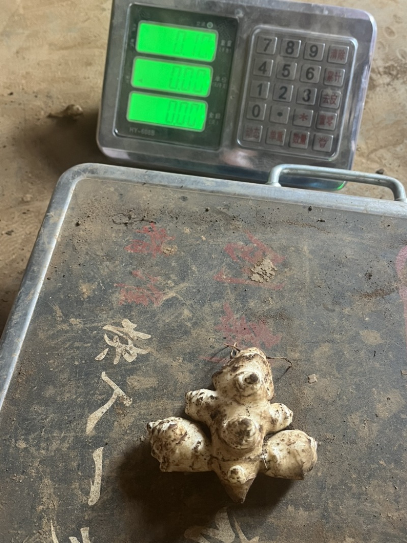 洋姜菊芋鬼子姜新鲜货出库